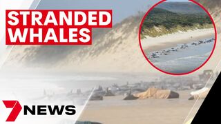 Whales stranded on Tasmania's Ocean Beach, near Macquarie Harbour | 7NEWS