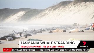 Whales stranded on Tasmania's Ocean Beach, near Macquarie Harbour | 7NEWS