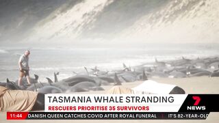 Whales stranded on Tasmania's Ocean Beach, near Macquarie Harbour | 7NEWS