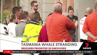 Whales stranded on Tasmania's Ocean Beach, near Macquarie Harbour | 7NEWS