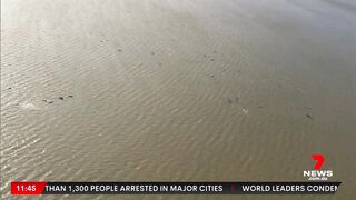 Whales stranded on Tasmania's Ocean Beach, near Macquarie Harbour | 7NEWS