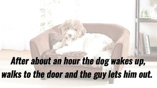 Funny Joke- A dog enters a man’s house, jumps on the couch, gets comfortable and falls asleep