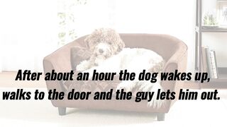 Funny Joke- A dog enters a man’s house, jumps on the couch, gets comfortable and falls asleep