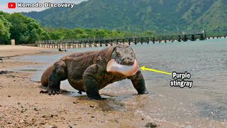 Excellent | KOMODO Dragons Eating STINGRAY On the Beach