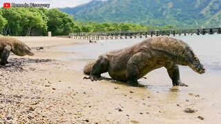 Excellent | KOMODO Dragons Eating STINGRAY On the Beach