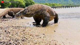 Excellent | KOMODO Dragons Eating STINGRAY On the Beach