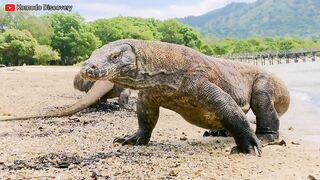 Excellent | KOMODO Dragons Eating STINGRAY On the Beach