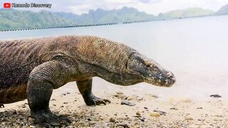 Excellent | KOMODO Dragons Eating STINGRAY On the Beach