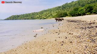 Excellent | KOMODO Dragons Eating STINGRAY On the Beach