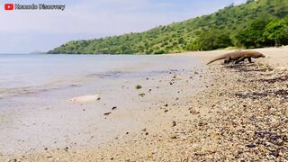 Excellent | KOMODO Dragons Eating STINGRAY On the Beach