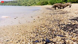 Excellent | KOMODO Dragons Eating STINGRAY On the Beach