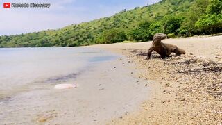 Excellent | KOMODO Dragons Eating STINGRAY On the Beach