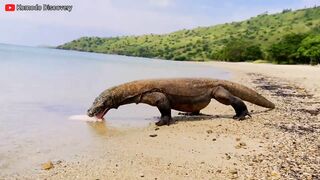 Excellent | KOMODO Dragons Eating STINGRAY On the Beach