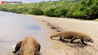 Excellent | KOMODO Dragons Eating STINGRAY On the Beach