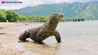 Excellent | KOMODO Dragons Eating STINGRAY On the Beach