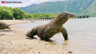 Excellent | KOMODO Dragons Eating STINGRAY On the Beach