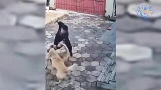 Man chasing dog #3. Defend against dog attack - Funny moments.