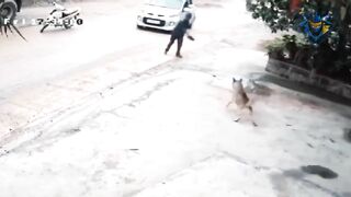 Man chasing dog #3. Defend against dog attack - Funny moments.