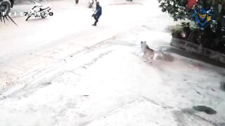 Man chasing dog #3. Defend against dog attack - Funny moments.