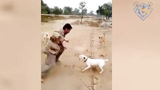 Man chasing dog #3. Defend against dog attack - Funny moments.