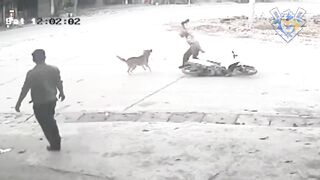 Man chasing dog #3. Defend against dog attack - Funny moments.