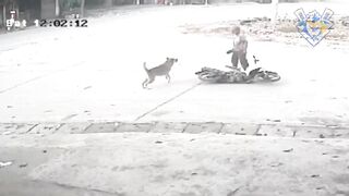 Man chasing dog #3. Defend against dog attack - Funny moments.