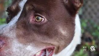 Palm Beach County Animal Care and Control quarantines dogs following outbreak