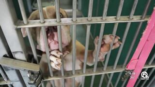 Palm Beach County Animal Care and Control quarantines dogs following outbreak