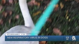 Palm Beach County Animal Care and Control quarantines dogs following outbreak