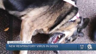 Palm Beach County Animal Care and Control quarantines dogs following outbreak