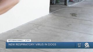 Palm Beach County Animal Care and Control quarantines dogs following outbreak