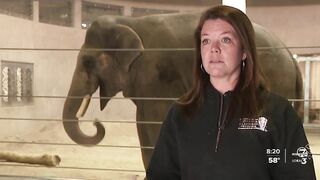 Denver Zoo stretches trunks and more with 'Elephant Yoga' program