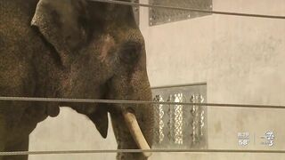 Denver Zoo stretches trunks and more with 'Elephant Yoga' program