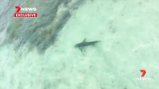 Teenager catches bronze whaler shark at Henley Beach | 7NEWS