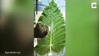 ART ON GIANT LEAVES // Artist Creates Celebrity Portraits On Leaves