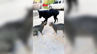 Best Dog???? & Cat????‍⬛️Funny Video???? | Funniest & Cutest Pets Compilation 2022 |Animals, Viral Fails 140