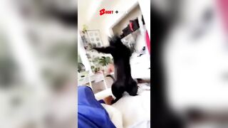 Best Dog???? & Cat????‍⬛️Funny Video???? | Funniest & Cutest Pets Compilation 2022 |Animals, Viral Fails 140