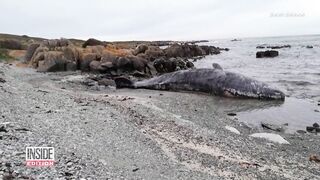 Mystery as 14 Whales Found Dead Washed Up on Beach