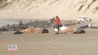 Mystery as 14 Whales Found Dead Washed Up on Beach