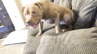 Pitbull Dog Loves To Play Tag! So Funny