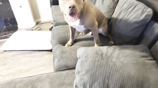 Pitbull Dog Loves To Play Tag! So Funny