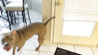 Pitbull Dog Loves To Play Tag! So Funny