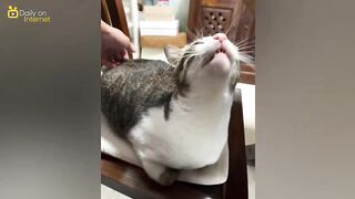 Try Not To Laugh at These Funny Animal Videos