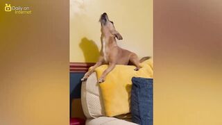 Try Not To Laugh at These Funny Animal Videos