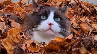 Cats vs Leaves -Compilation ????