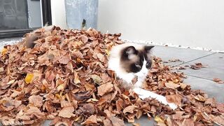 Cats vs Leaves -Compilation ????