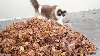 Cats vs Leaves -Compilation ????