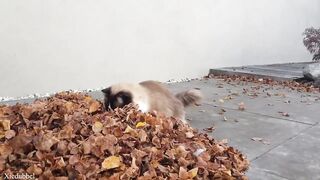 Cats vs Leaves -Compilation ????