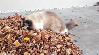 Cats vs Leaves -Compilation ????