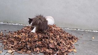 Cats vs Leaves -Compilation ????